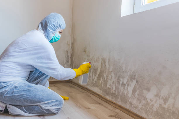 Professional mold removal team in Glendale
